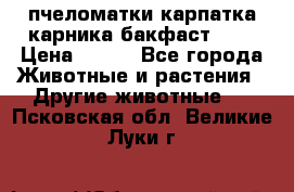 пчеломатки карпатка карника бакфаст F-1 › Цена ­ 800 - Все города Животные и растения » Другие животные   . Псковская обл.,Великие Луки г.